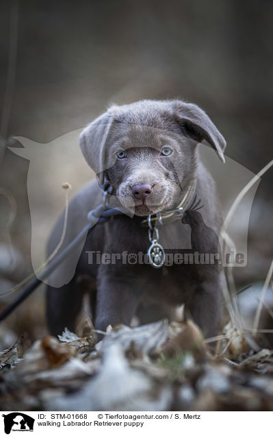 walking Labrador Retriever puppy / STM-01668