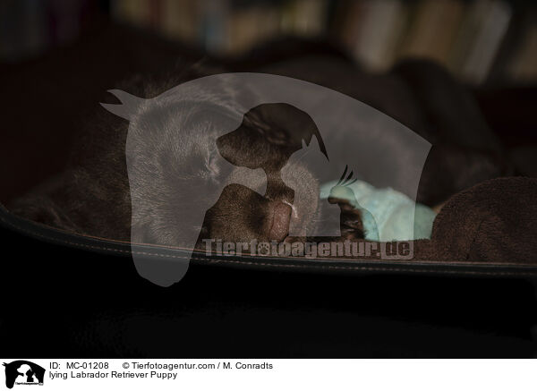 lying Labrador Retriever Puppy / MC-01208