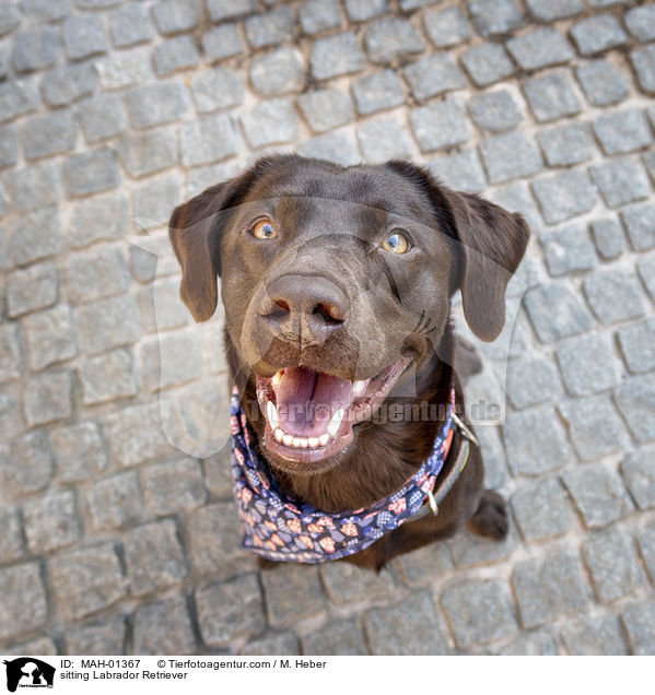 sitting Labrador Retriever / MAH-01367