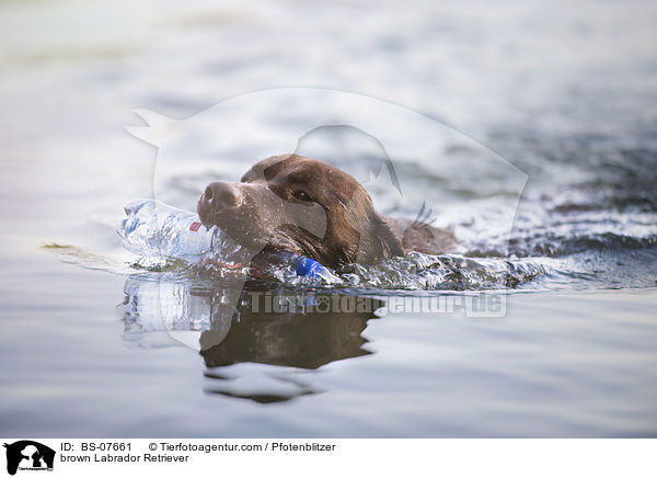 brown Labrador Retriever / BS-07661