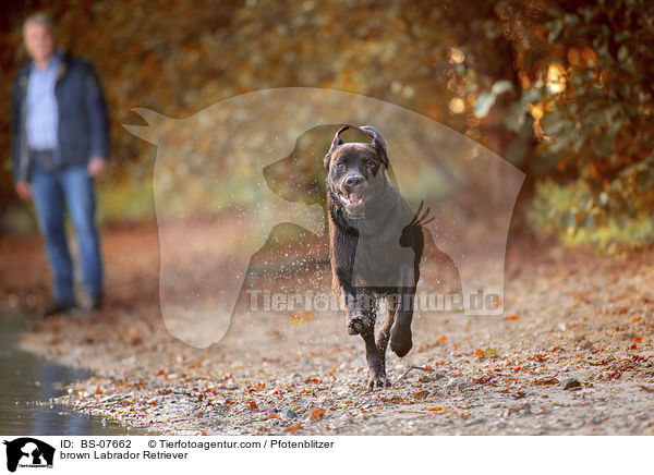 brown Labrador Retriever / BS-07662