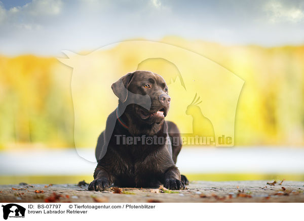 brown Labrador Retriever / BS-07797