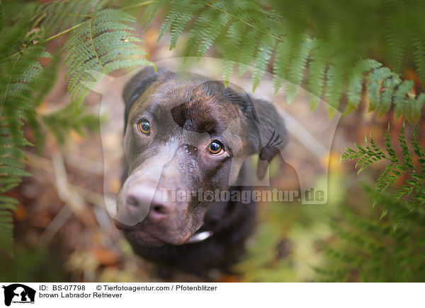 brown Labrador Retriever / BS-07798