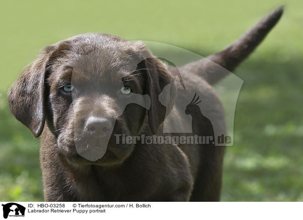 Labrador Retriever Puppy portrait / HBO-03258