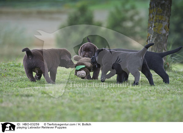 playing Labrador Retriever Puppies / HBO-03259