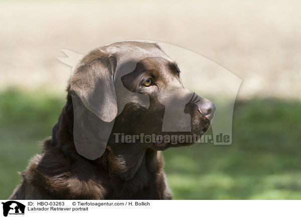 Labrador Retriever portrait / HBO-03263