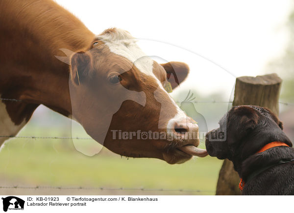 Labrador Retriever portrait / KB-01923