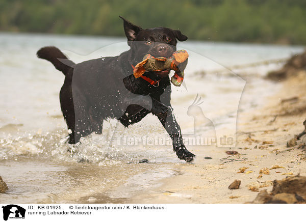 running Labrador Retriever / KB-01925