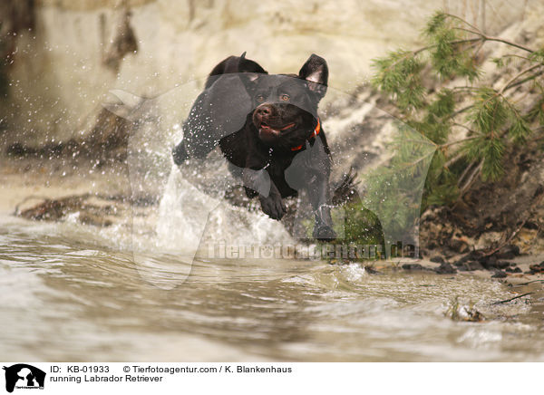running Labrador Retriever / KB-01933