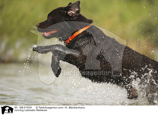 running Labrador Retriever / KB-01934