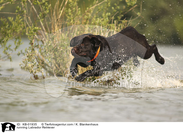 running Labrador Retriever / KB-01935