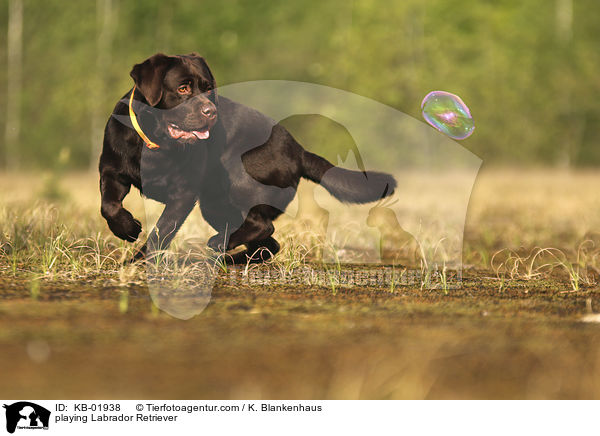 playing Labrador Retriever / KB-01938