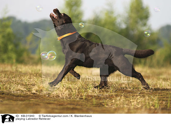 playing Labrador Retriever / KB-01940