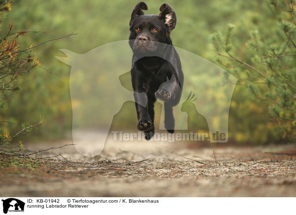 running Labrador Retriever / KB-01942