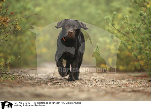 walking Labrador Retriever / KB-01943