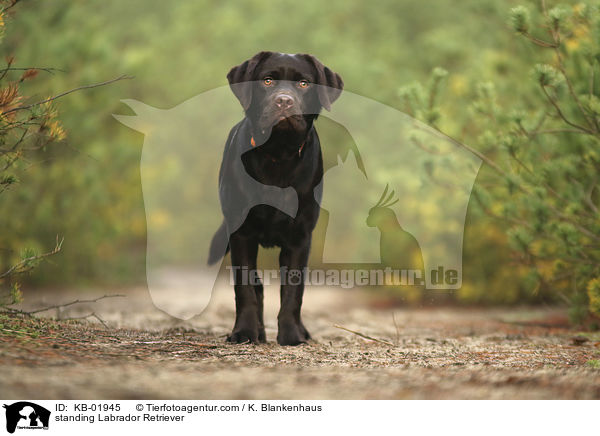 standing Labrador Retriever / KB-01945