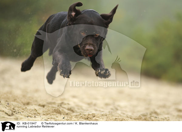 running Labrador Retriever / KB-01947