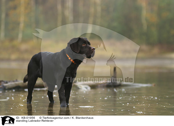 standing Labrador Retriever / KB-01956