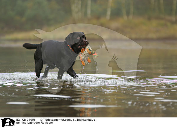 running Labrador Retriever / KB-01958
