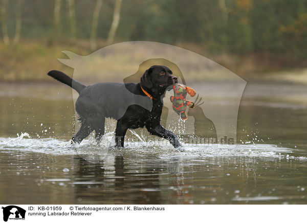running Labrador Retriever / KB-01959