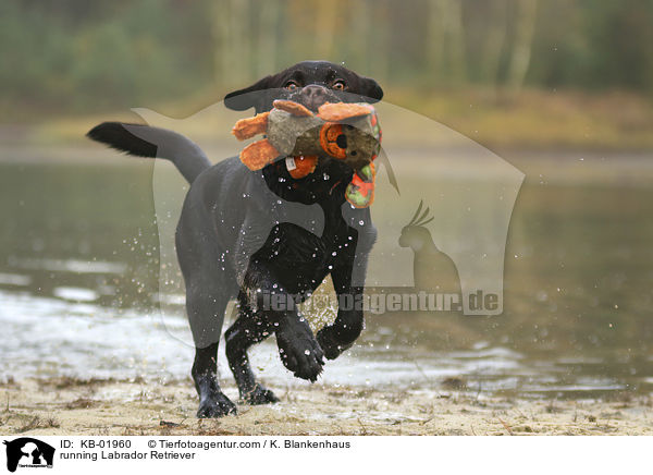 running Labrador Retriever / KB-01960