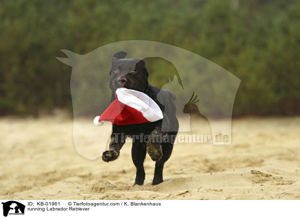 running Labrador Retriever / KB-01961