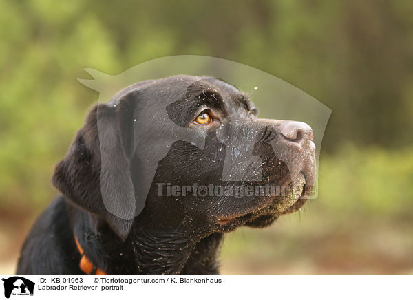 Labrador Retriever  portrait / KB-01963