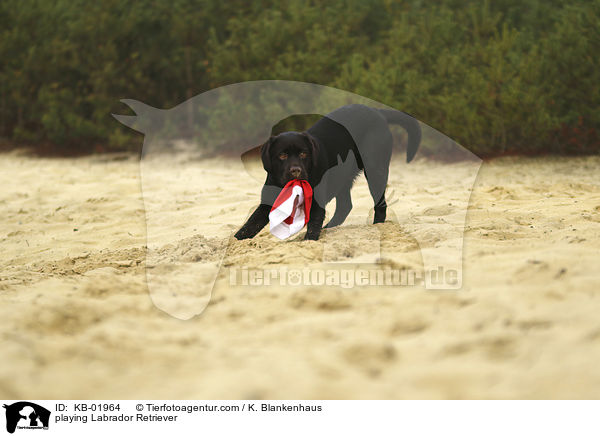 playing Labrador Retriever / KB-01964