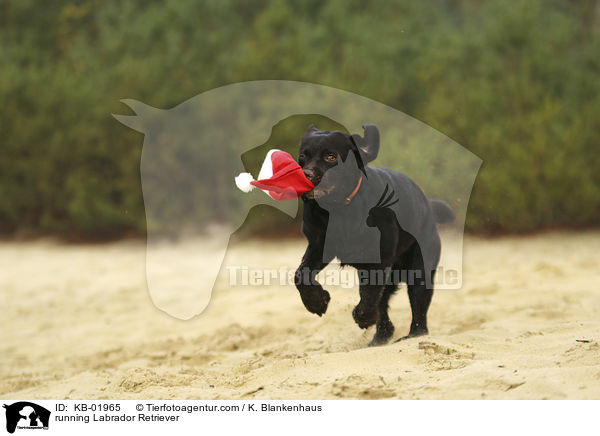 running Labrador Retriever / KB-01965