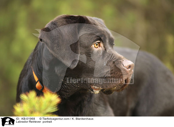 Labrador Retriever  portrait / KB-01968
