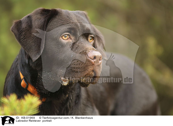 Labrador Retriever  portrait / KB-01969
