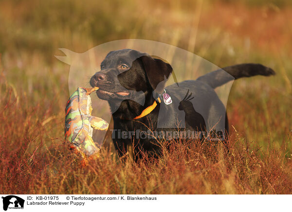 Labrador Retriever Puppy / KB-01975