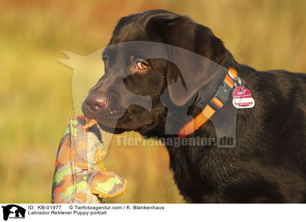 Labrador Retriever Welpe Portrait / Labrador Retriever Puppy portrait / KB-01977