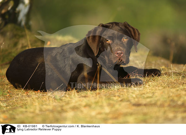 lying Labrador Retriever Puppy / KB-01981