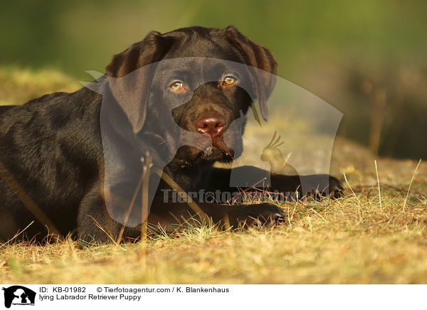 lying Labrador Retriever Puppy / KB-01982