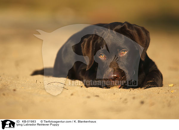 lying Labrador Retriever Puppy / KB-01983