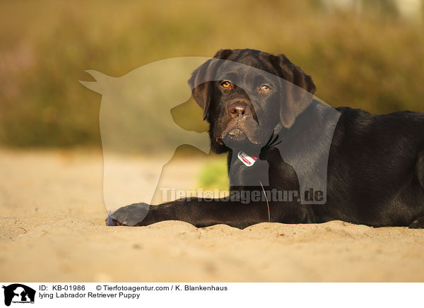 lying Labrador Retriever Puppy / KB-01986