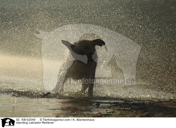 stehender Labrador Retriever / standing Labrador Retriever / KB-02049