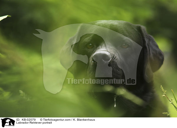 Labrador Retriever Portrait / Labrador Retriever portrait / KB-02079