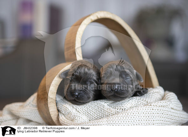 liegende Labrador Retriever Welpen / lying Labrador Retriever Puppies / JM-02398