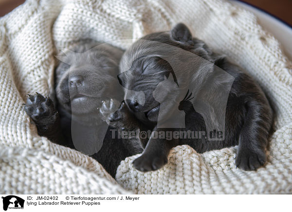 liegende Labrador Retriever Welpen / lying Labrador Retriever Puppies / JM-02402