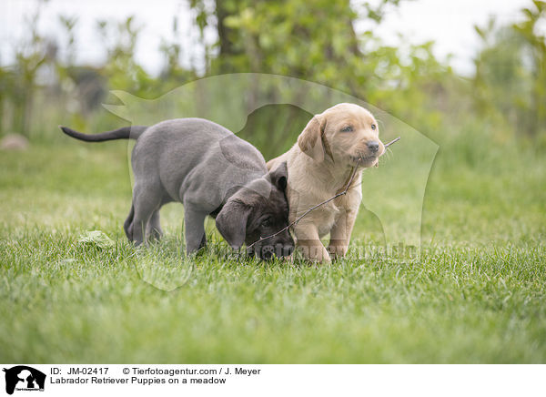 Labrador Retriever Puppies on a meadow / JM-02417