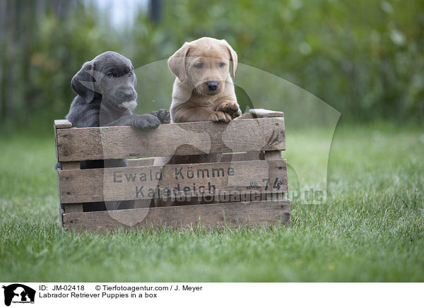Labrador Retriever Puppies in a box / JM-02418