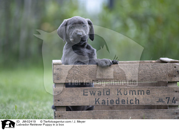 Labrador Retriever Welpe in einer Kiste / Labrador Retriever Puppy in a box / JM-02419