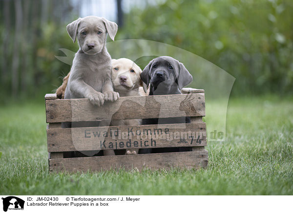 Labrador Retriever Welpen in einer Kiste / Labrador Retriever Puppies in a box / JM-02430