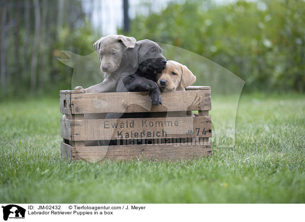 Labrador Retriever Welpen in einer Kiste / Labrador Retriever Puppies in a box / JM-02432