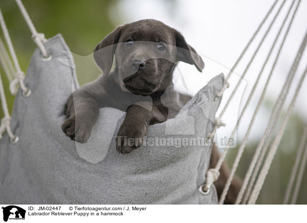 Labrador Retriever Welpe in einer Hngematte / Labrador Retriever Puppy in a hammock / JM-02447