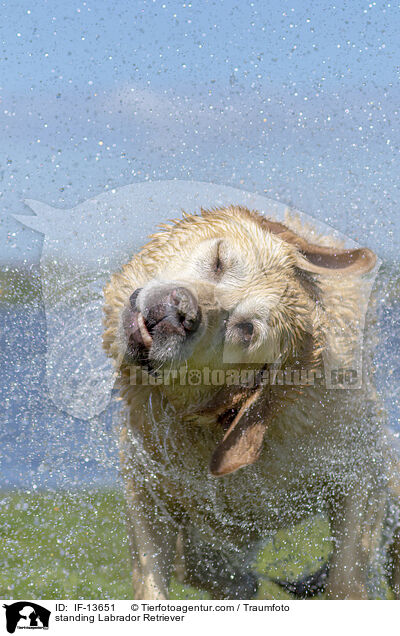 standing Labrador Retriever / IF-13651