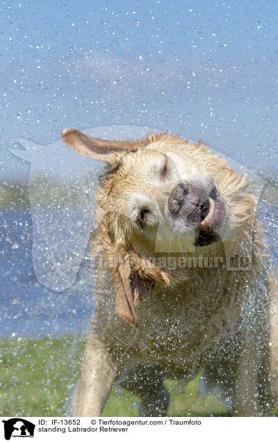 standing Labrador Retriever / IF-13652