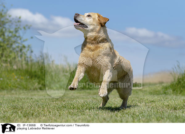 spielender Labrador Retriever / playing Labrador Retriever / IF-13668
